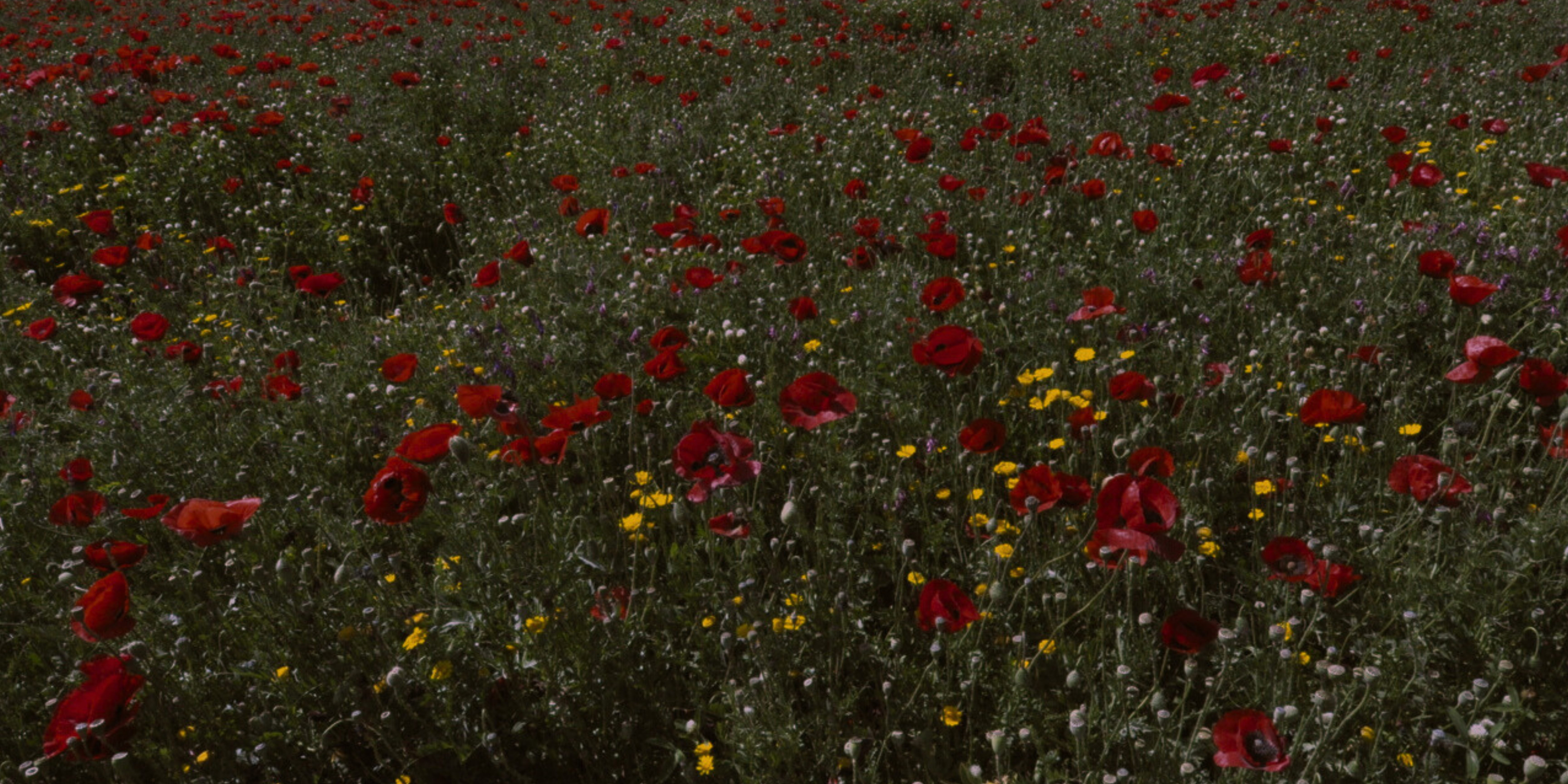 Poppies in the Israeli South